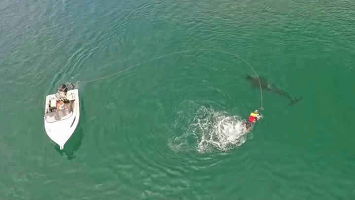 Φάλαινα πλησιάζει έναν άνδρα που έκανε σκι και δείτε τι αναπάντεχο κάνει (βίντεο)